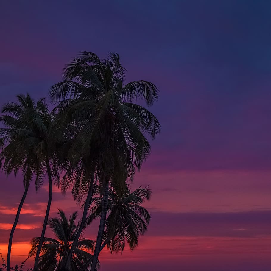 코코넛 나무, 새벽, 종 려, 열 대, 해변, 섬, 이국적인, 하늘, 야자수, 열대 기후