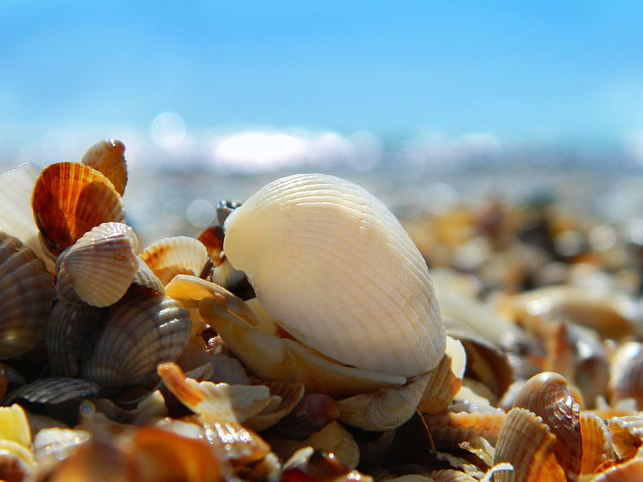 clam shells, tilt shift lens photography, sea, summer, beach, water, wave, sand, sky, seashells