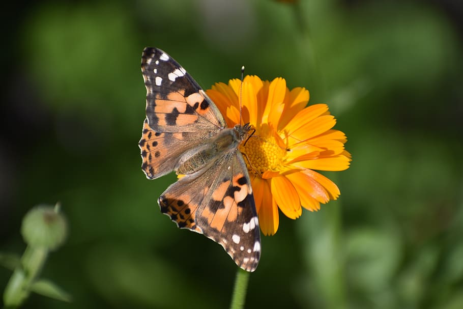 butterfly, flower, calendula, insect, nature, wing, flora, colorful, summer, beautiful