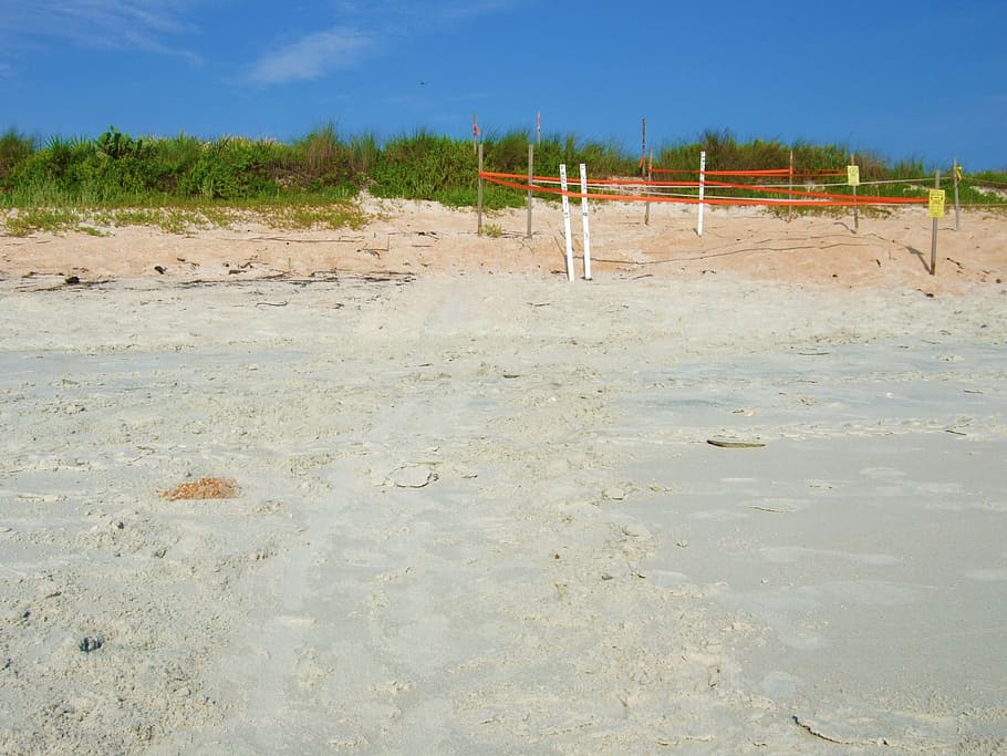 Sand, Beach, Beach, Sand, Sand Dune, dunes, sand, beach, turtle nest, marked, barricaded, seashore