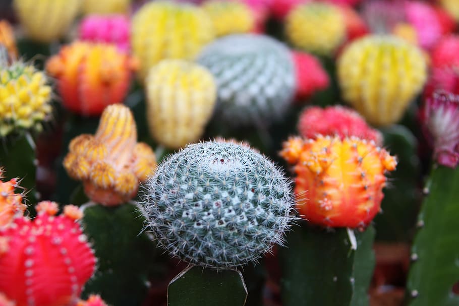 fondo, hermosa, cactus, primer plano, colorido, decoración, desierto, exótico, flora, flor
