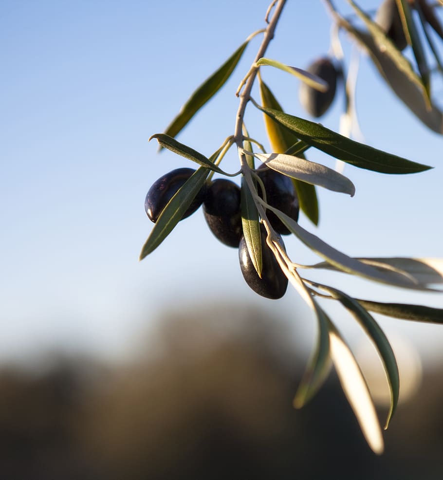 olives, olivas, fruit, oil, tree, plant, close-up, growth, nature, focus on foreground