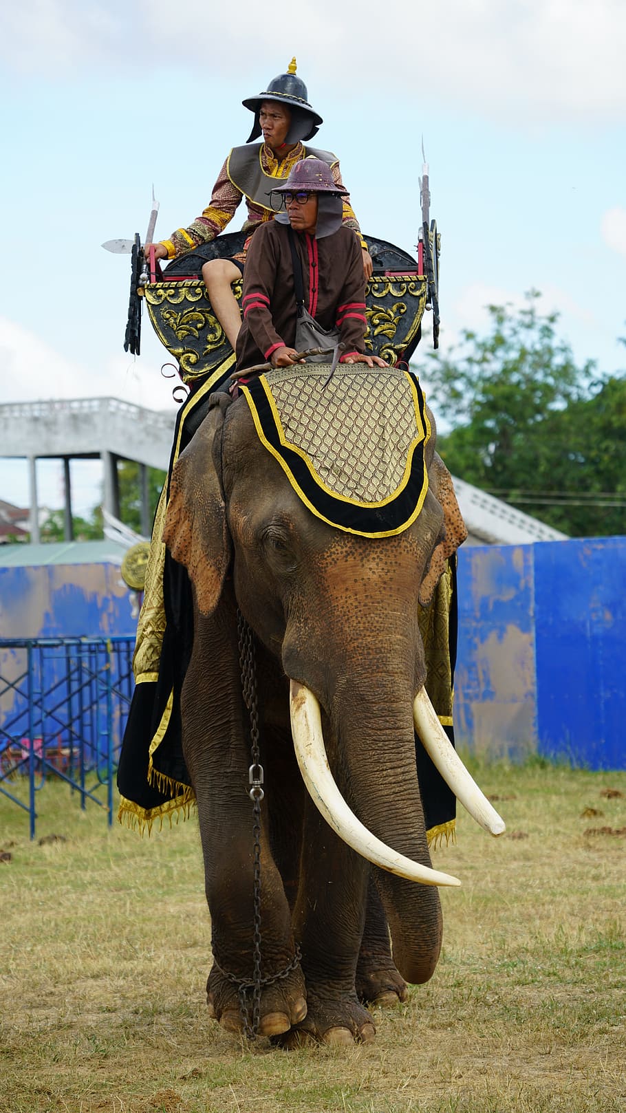 elephant, tusks, warrior, armed, dressed, fighting, festival, thailand, mammal, domestic animals