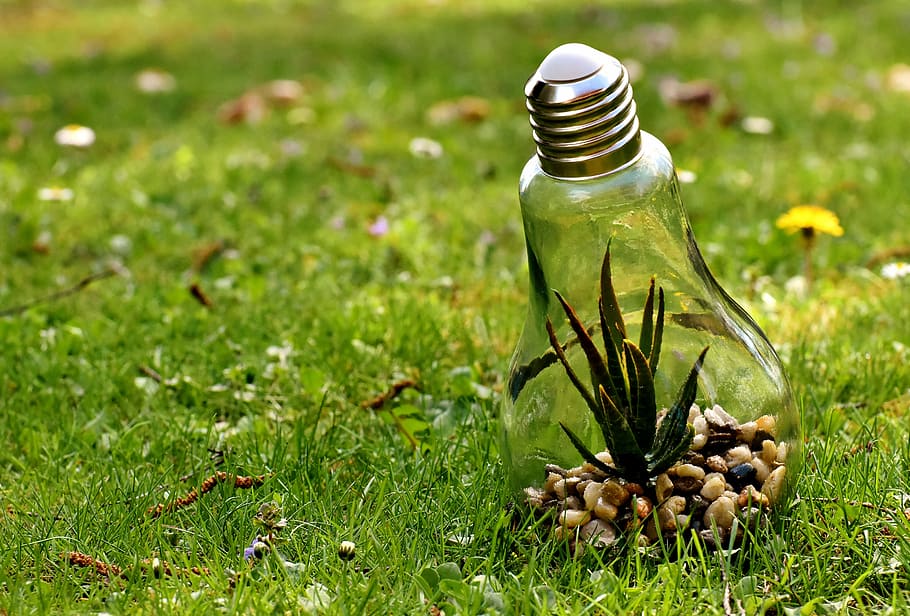 clear, bulb, plant, inside, environmental protection, nature, light bulb, energy, nature conservation, environment