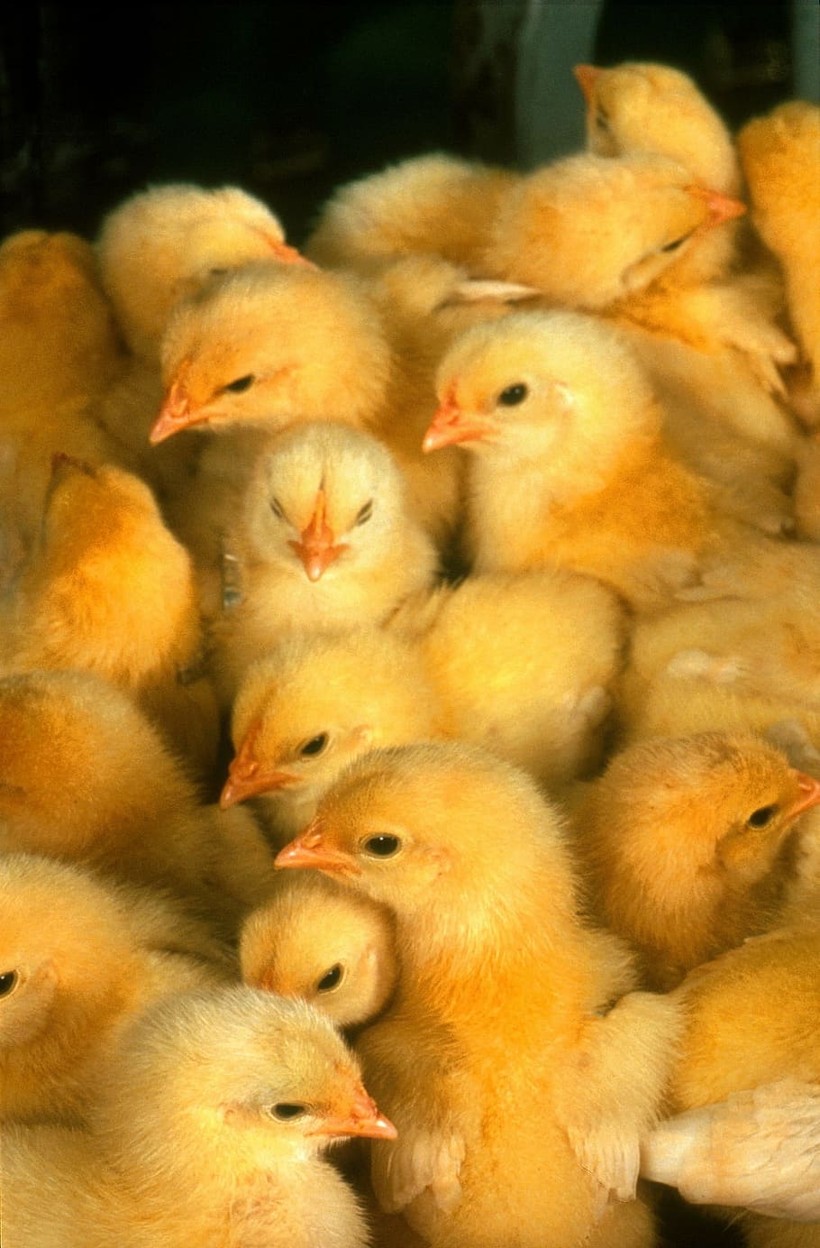 цыплята, желтый, милый, маленький, молодой, домашняя птица, птички, пушистые, мягкие, зверек