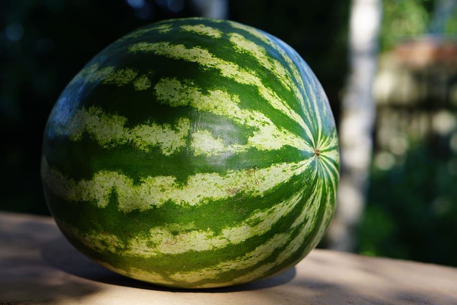 watermelon, summer, food, juicy, green, sweet, tasty, ripe, striped, sun