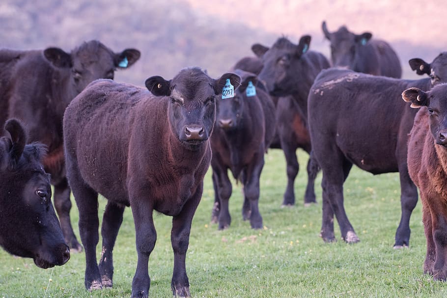 sapi, betis, angus hitam, tanah pertanian, ternak, hewan, binatang menyusui, padang rumput, daging sapi, pedesaan