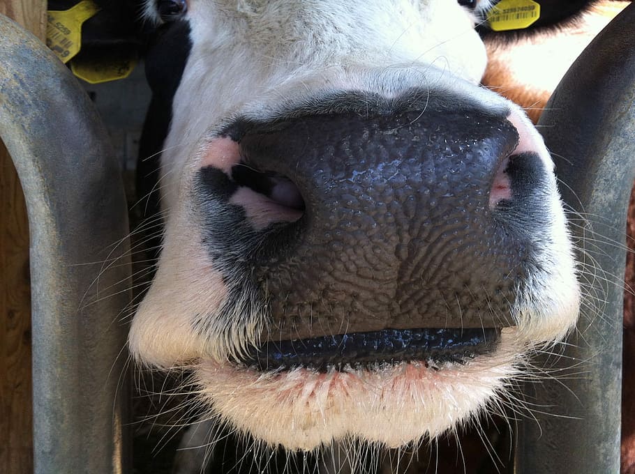 Cow, Nose, Close, animal body part, animal head, one animal, animal themes, close-up, animal nose, mammal