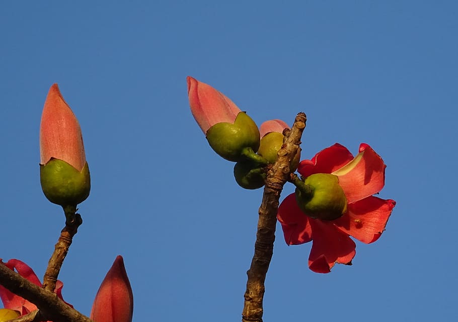 Flower, Bud, Bombax Ceiba, flower, bud, shimul, cotton tree, red silk-cotton, red cotton tree, silk-cotton, kapok