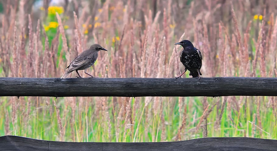 two, black, gray, birds perching, wooden, fence, braids, birds, meeting, conversation