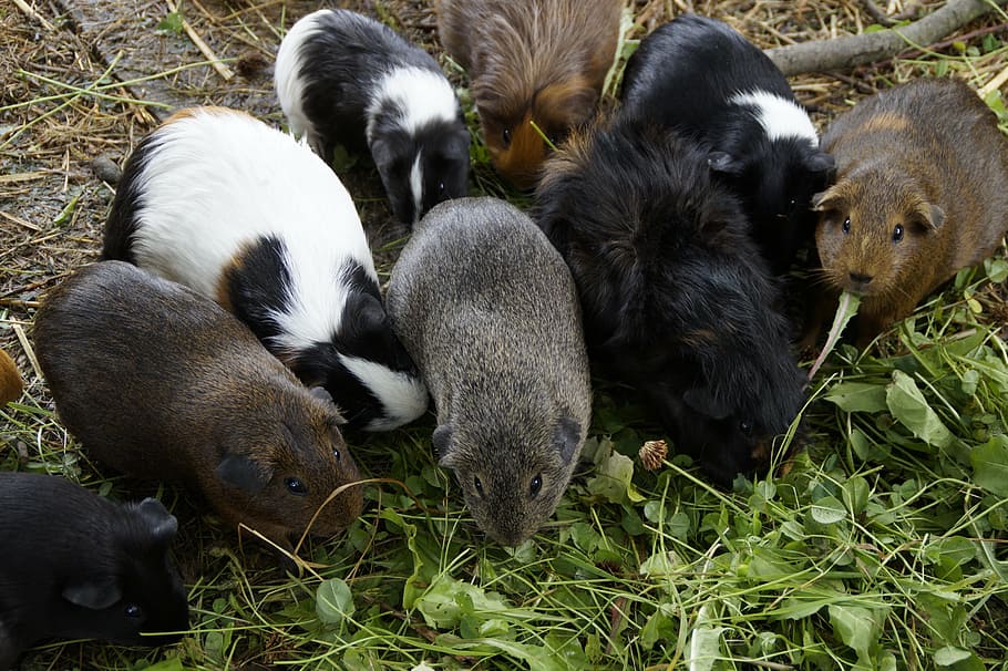 babi guinea, banyak, massa, kuantitatif, pengembangbiakan babi guinea, berkembang biak, hewan kecil, hewan peliharaan, memberi makan, vegetarian