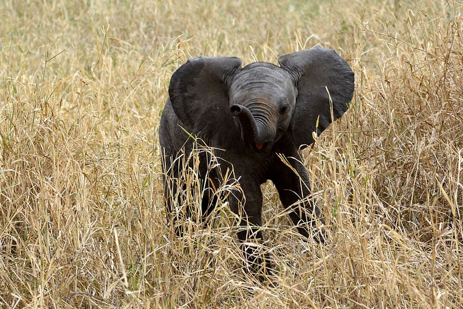 black, elephant, brown, grass, daytime, baby, slůně, amboseli, africa, kenya