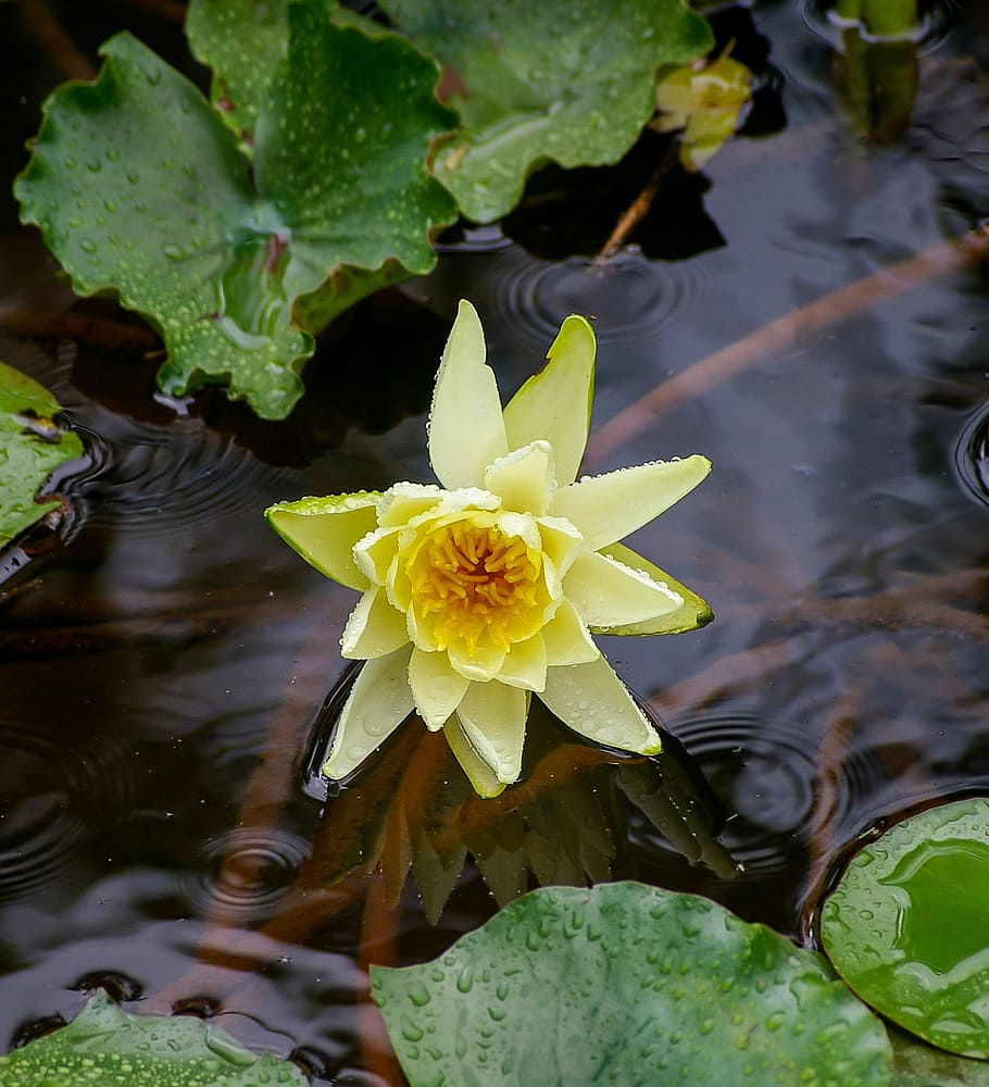 waterlily, lily, water, flower, yellow, leaves, aquatic, flowering plant, plant, leaf