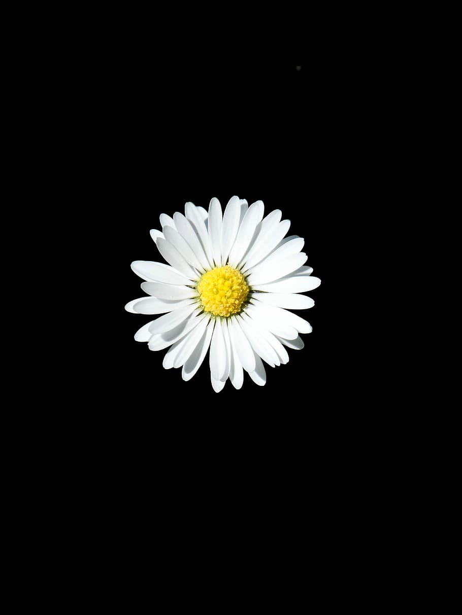 デイジー, 白, 花, 黄色, 先のとがった花, タウゼンシェン, 花びら, コンポジット, アスターのような, ベリスの哲学