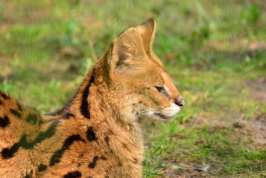 serval, small cat, wildcat, predators, mammals, animal themes, animal, one animal, mammal, animal wildlife