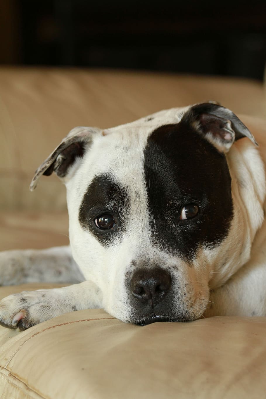 Staffy, Staffordshire Bull Terrier, negro, blanco, perro, manchado, cachorro, nariz, parche, mancha