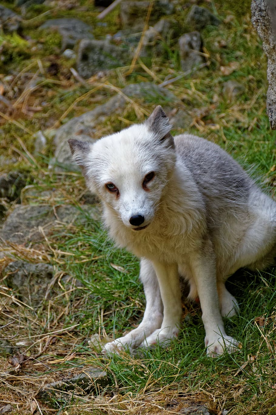 raposa do ártico, olhos, animal selvagem, selvagem, predador, jardim zoológico, parque de vida selvagem, cão, bonito, mamífero
