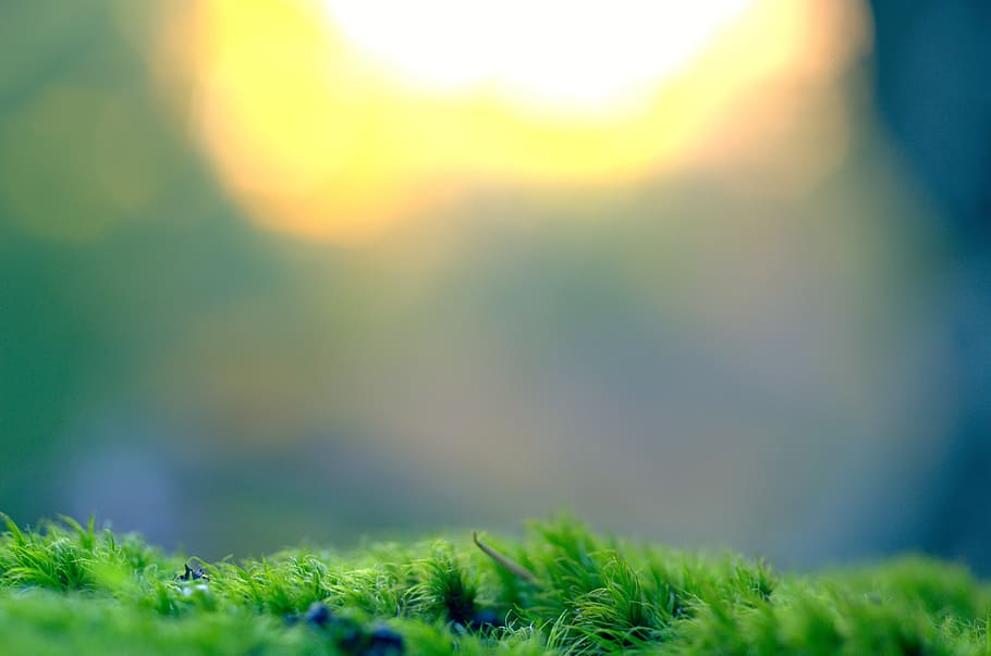 selective, focus photo, green, grass, moss, vegetation, bokeh, background,  nature, plant | Pxfuel