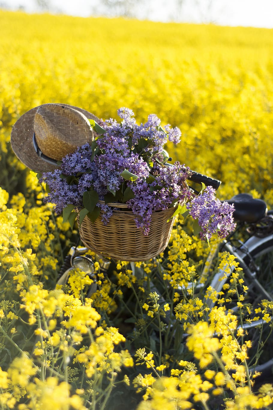 may holidays, may, rapeseed, canola field, field, without, bike, poland, landscape, nature