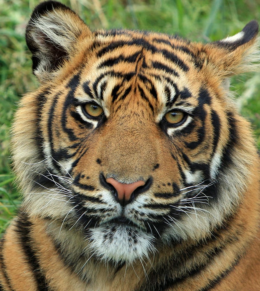 tiger on grass, tiger, cub, tiger cub, feline, animal, wildlife, sumatran tiger, close-up, portrait