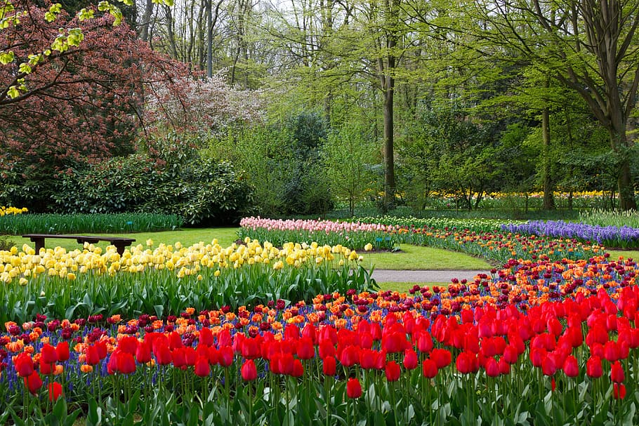 assorted-color tulip field, trees, daytime, field, purple, yellow, red, tulips, flowers, blossom