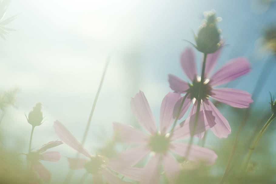 close, pink, cosmos flowers, flowers, sun, light, flower, background, desktop, nature