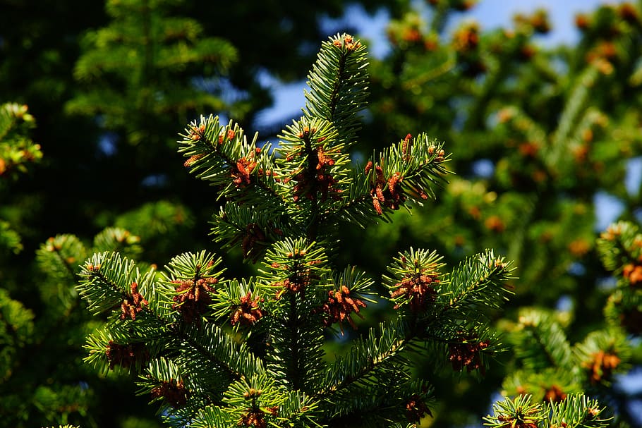 closeup, green, pine tree, pine, needles, tap, periwinkle, branch, conifer, plant