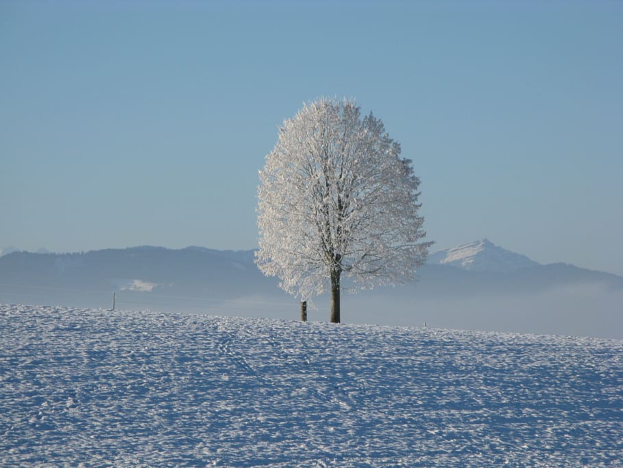 snow covered tree, winter, snow, white, cold, sky, tree, snowy, wintry, winter magic