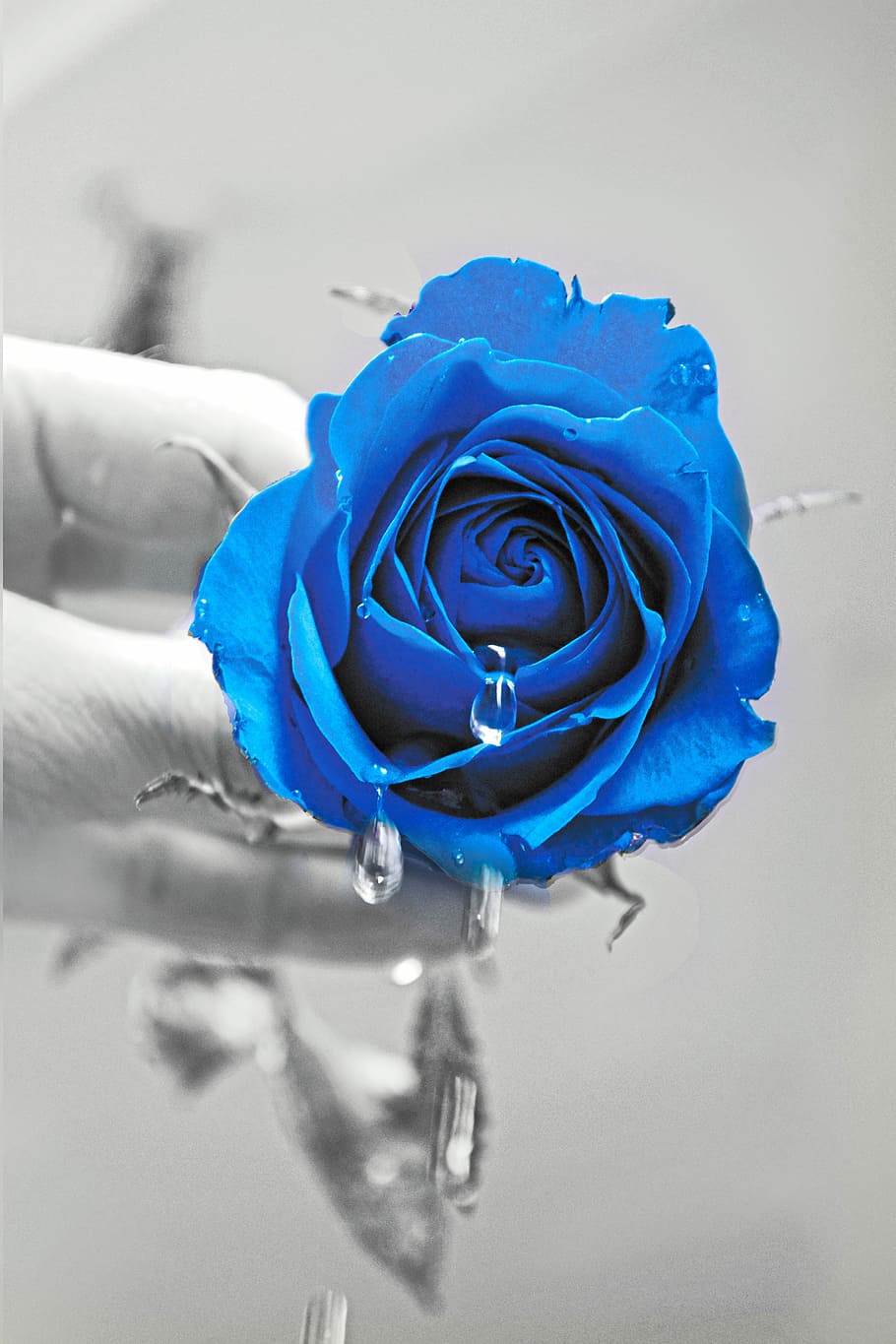 blue, rose, selective-color photography, Love, Romance, Romantic, Grooms, Couple, love, romance, sick