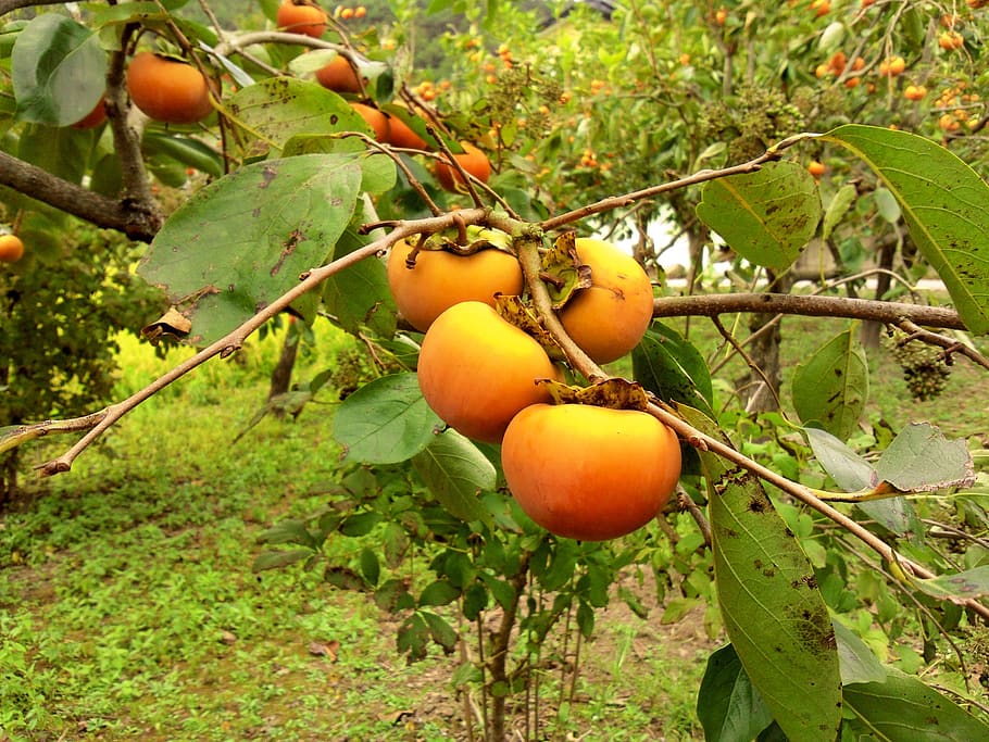 persimmon, fruit, harvest, in autumn, nature, korea, autumn, eggplant, wood, week leung notes leung