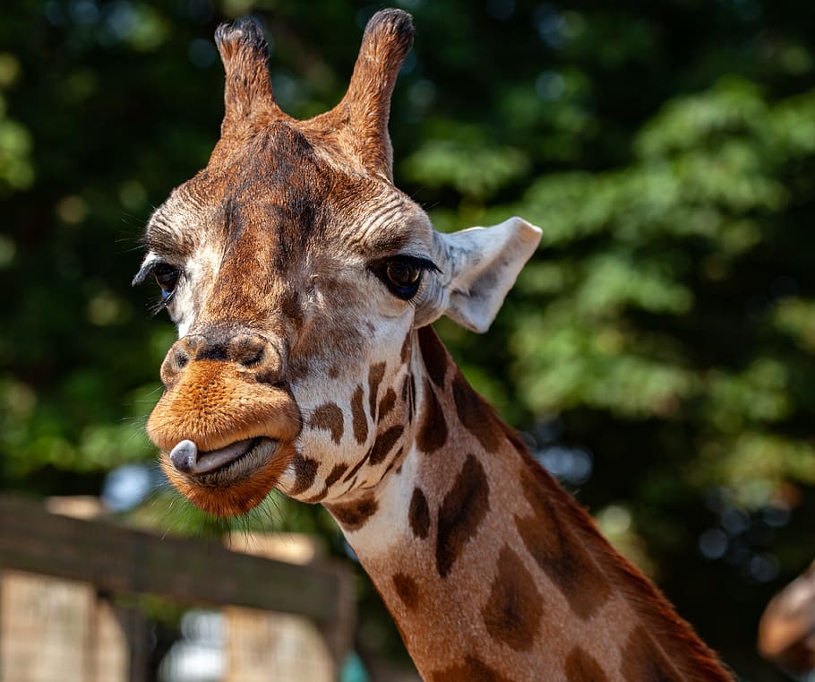 girafa de rothschild, girafa, pescoço longo, chifres, pernas longas, mamífero, animais selvagens, áfrica, jardim zoológico, safari