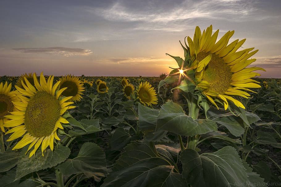 Rebelde, field of sunflower, yellow, plant, flower, beauty in nature, flowering plant, growth, sunflower, sky