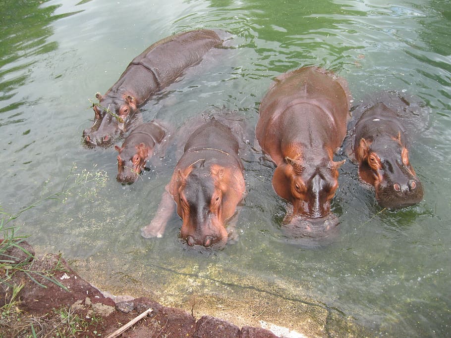 hipopótamo, áfrica, cinza, selvagem, mamífero, grande, água, grupo de animais, lago, temas de animais