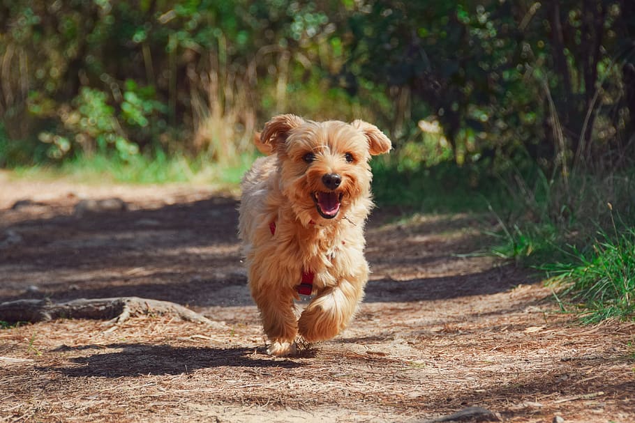 dog, puppy, yorkie, animal, cute, canine, adorable, doggy, outdoors, dog walking