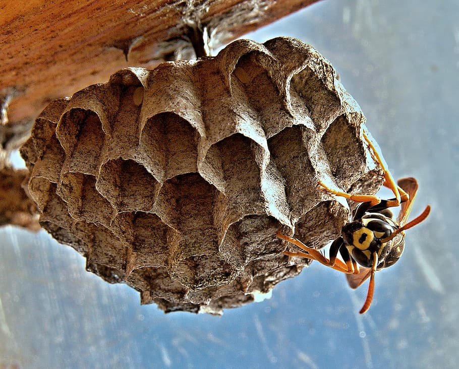amarelo, vespa de jaqueta, colméia, fotografia, francês de vosika, ninhos, inseto, macro, abelha, mel