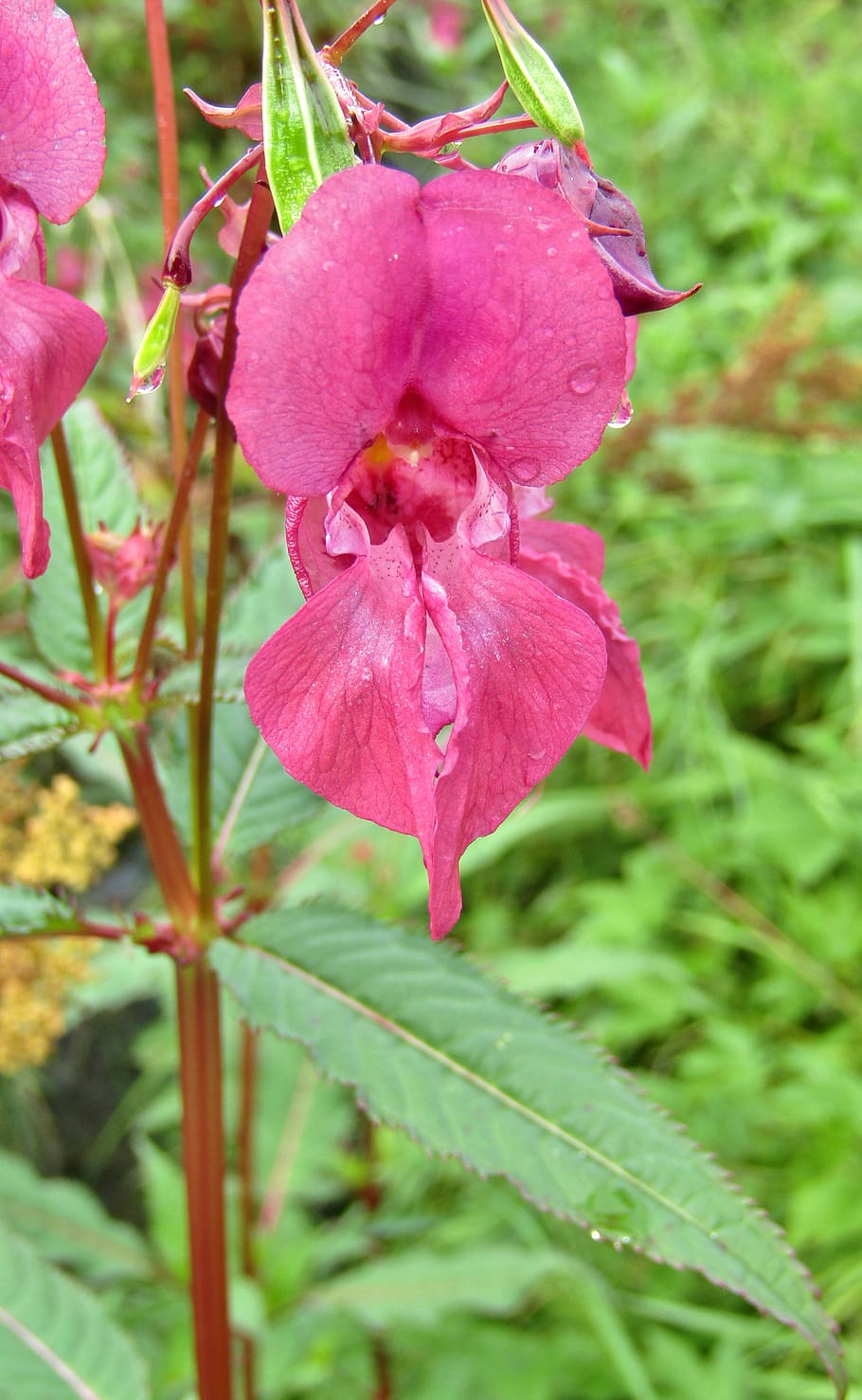 himalayan balsam, impatiens glandulifera, orchid greenhouse, purple, leaves, green, plant, flowering plant, beauty in nature, flower