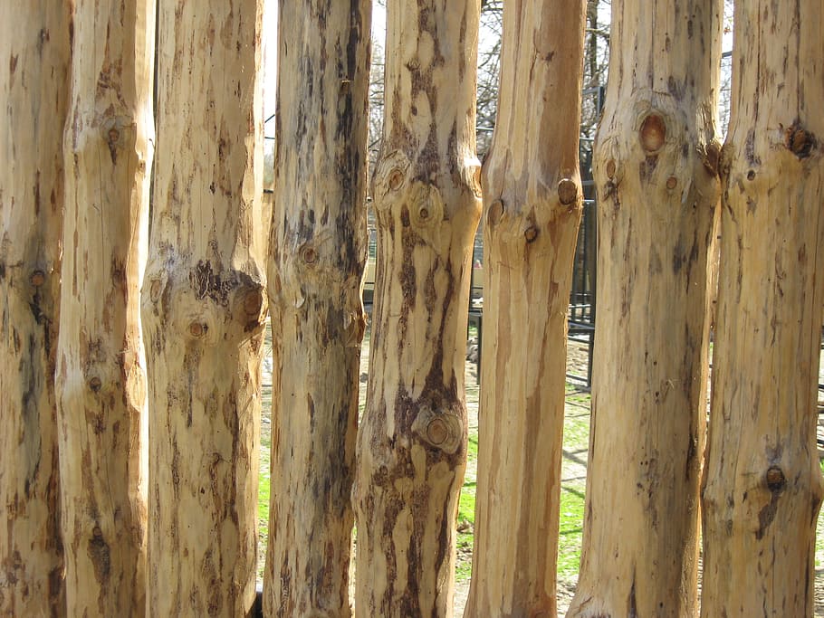 madeira, textura, marrom, de madeira, material, natureza, áspero, tronco de árvore, ninguém, árvore