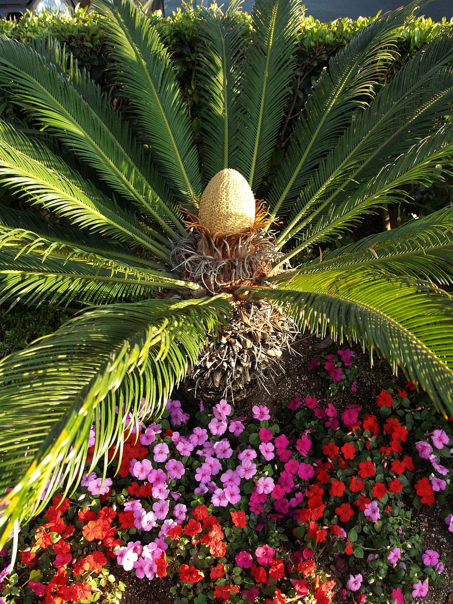 Palm, Flower, Colourful, green color, plant, growth, leaf, beauty in nature, flowering plant, freshness
