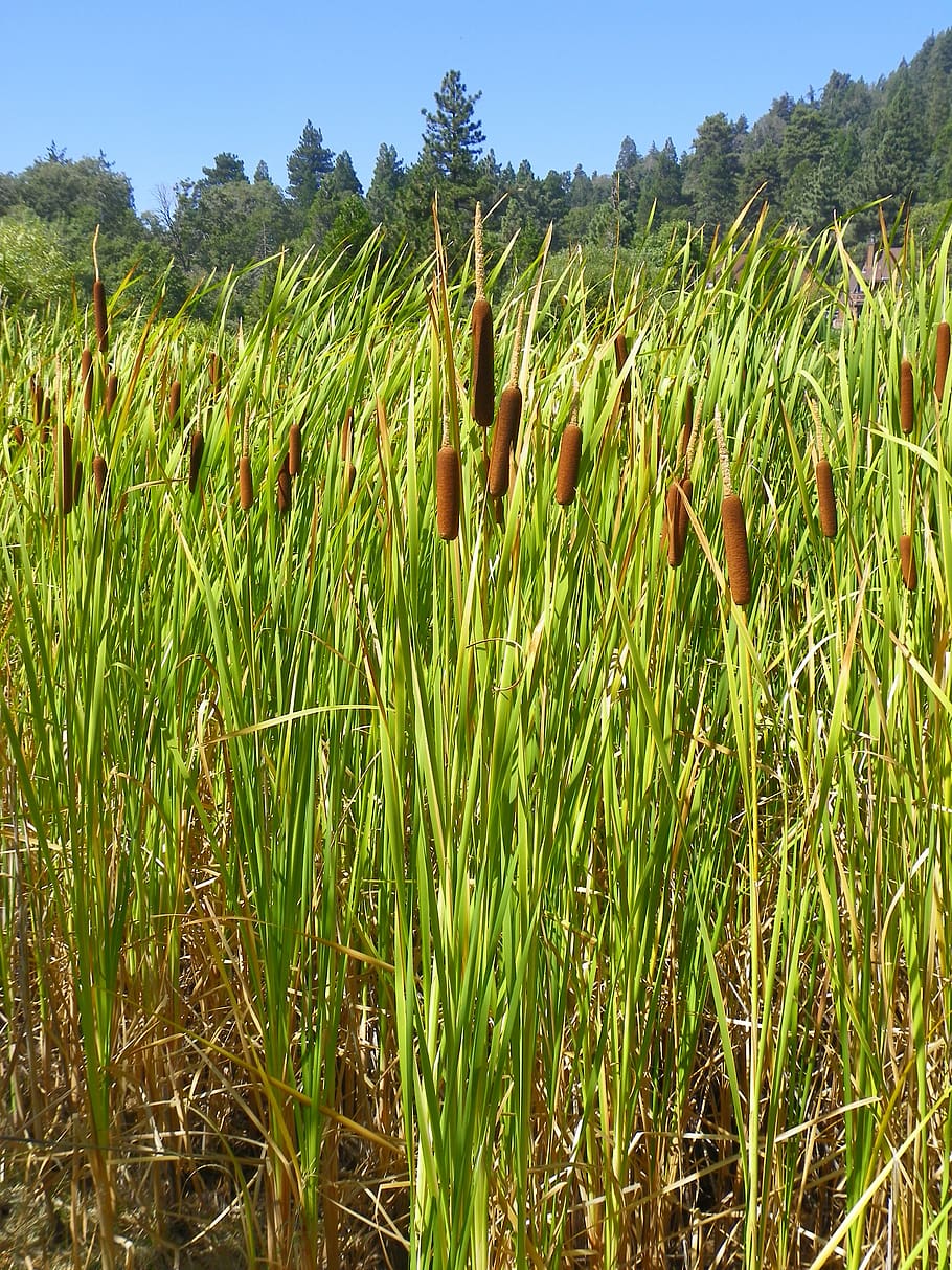 Cattail Marsh Plant Reed Growth Field Land Beauty In Nature Images, Photos, Reviews