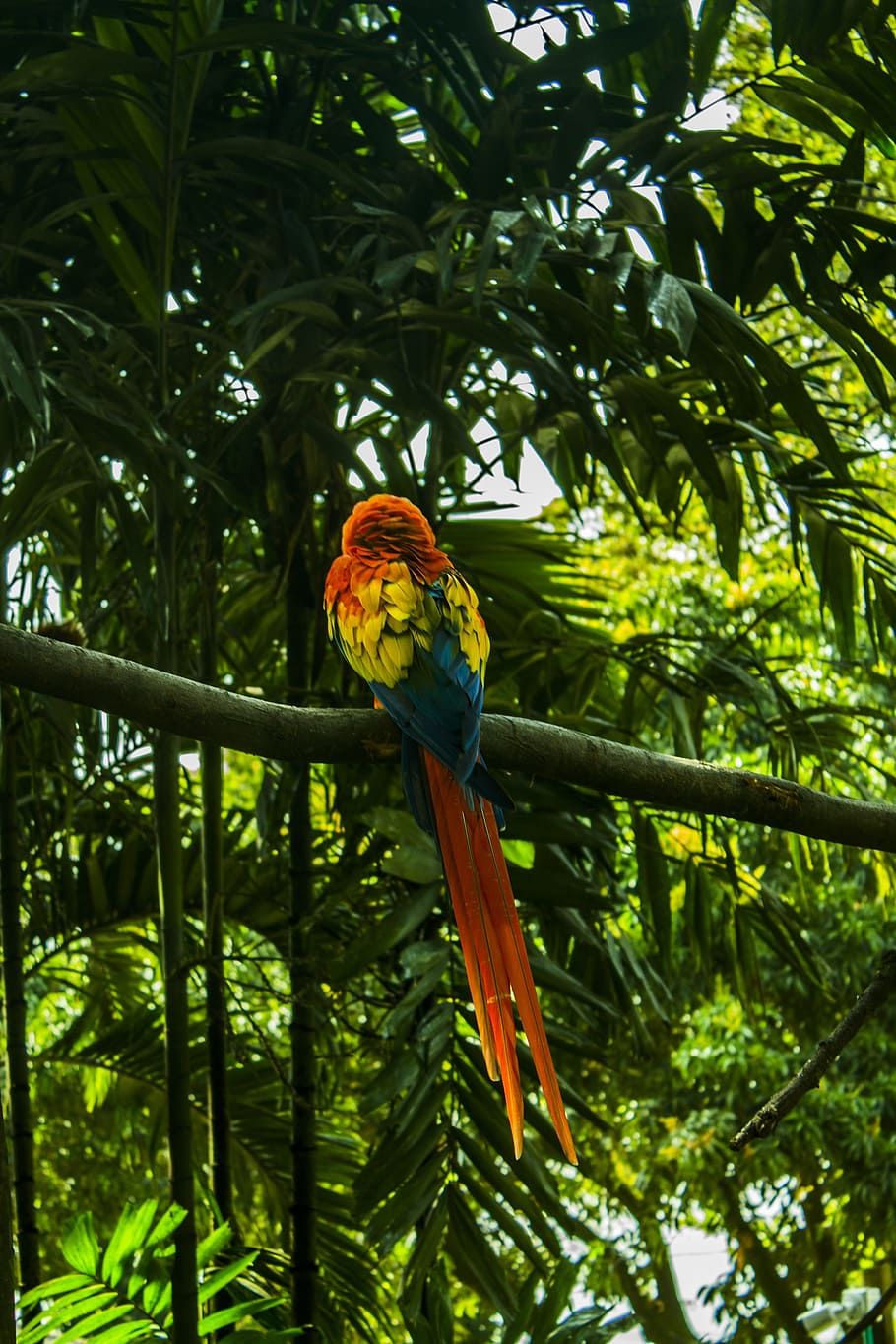 macaw, tropical, vegetation, ar, leaves, nature, ecology, spring, garden, animal wildlife