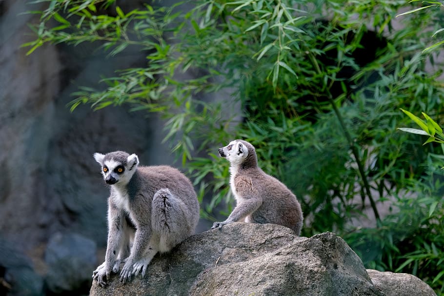 ring tailed lemur, lemur catta, animal, species of lemur animal world, animal world, cute, animal wildlife, animal themes, animals in the wild, rock
