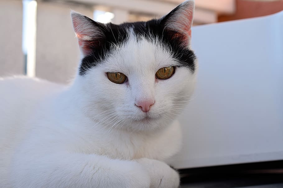 gato doméstico, olhos de gato, animal de estimação, animal, gatinho, gato, gato branco, olhos, bonita, cabeça