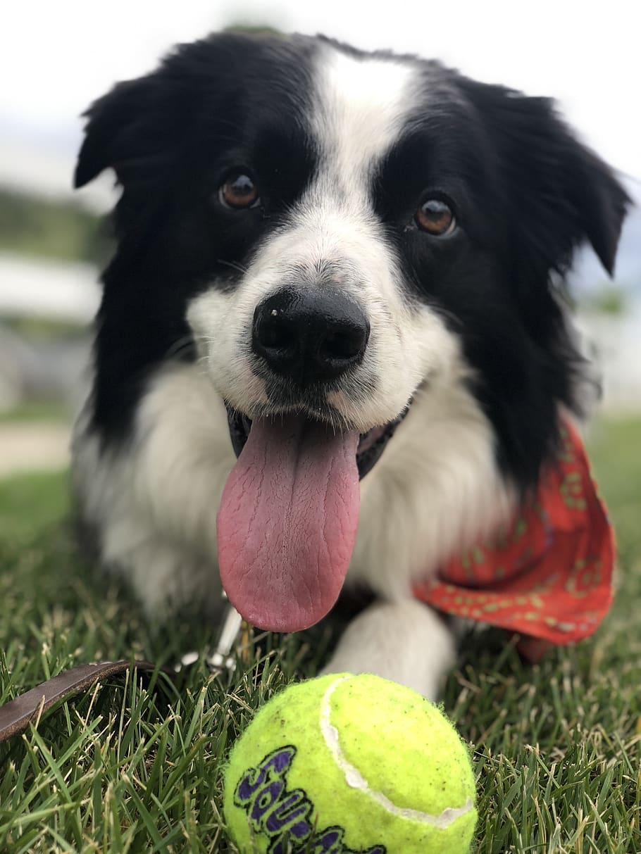 dog, tongue, tennis ball, fetch, happy, cute, domestic, grass, border collie, pets