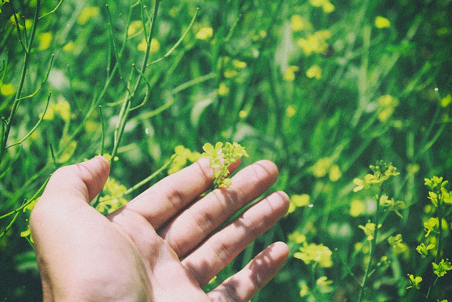 person, holding, green, flowers, yellow, grass, garden, outdoor, nature, plant