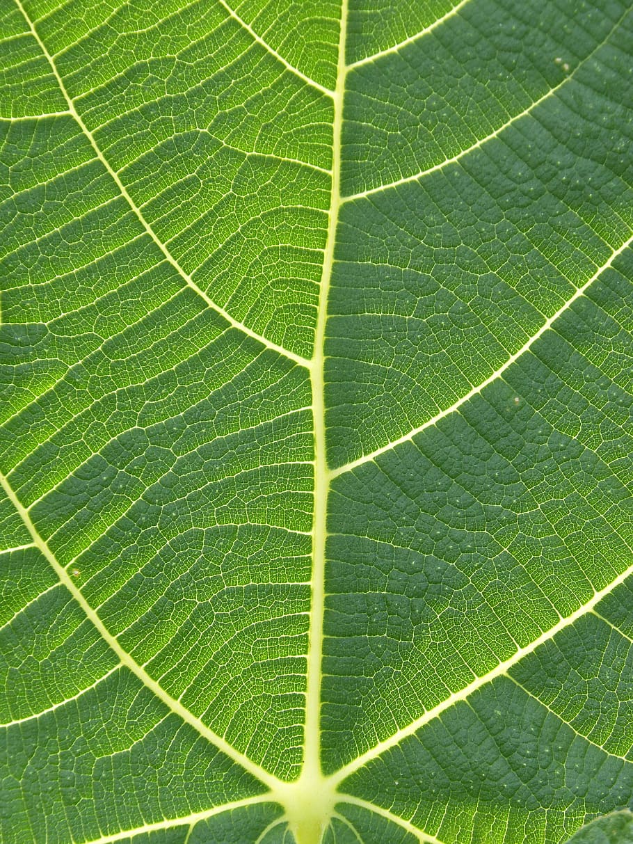 green leaves, daughter, texture, background, fig tree, abstract background, plot, green, nature, leaf