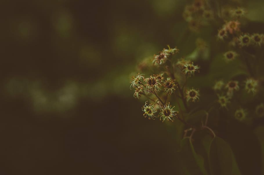 shallow, focus photography, yellow, flowers, dark, blur, bokeh, flower, plants, nature