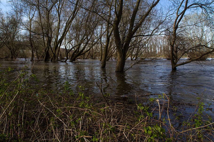 Rhine, River, Floodplain, High Water, rhine, river floodplain, spring, riverside, flooded, water, nature