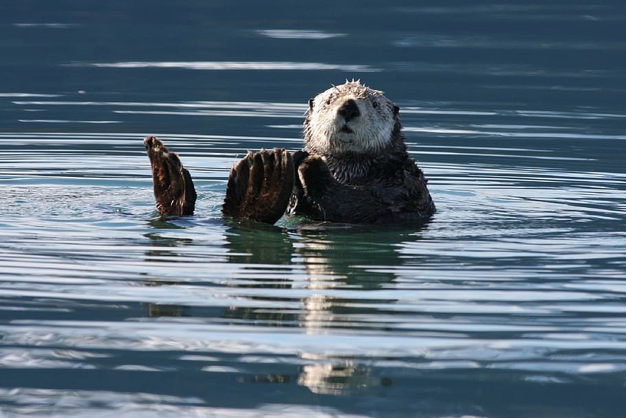 photography, black, white, sea lion, body, water, sea otter, swimming, floating, marine