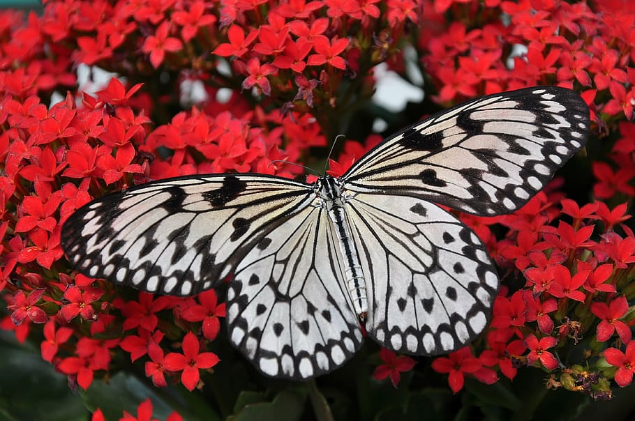 closeup, fotografi, abu-abu, hitam, kupu-kupu, putih, peri, serangga, sayap hewan, tema hewan