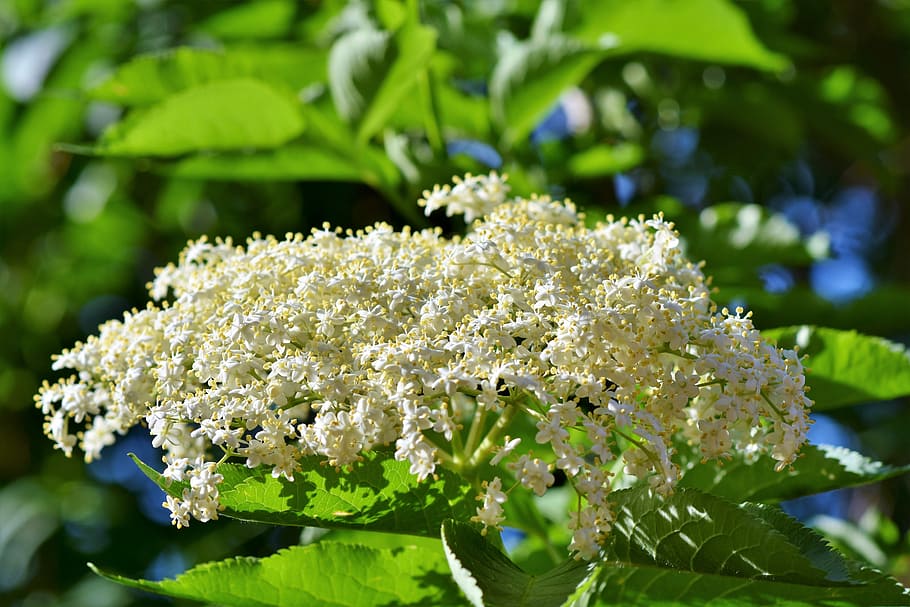selektif, fokus fotografi, putih, bunga cluster, penatua, elderflower, pemegang semak, elderberry hitam, elderberry, pemegang